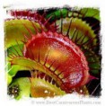 /album/fotogaleria-dionaea/images-6-jpg/